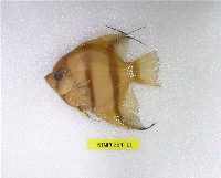 藏品(大神仙魚)的圖片